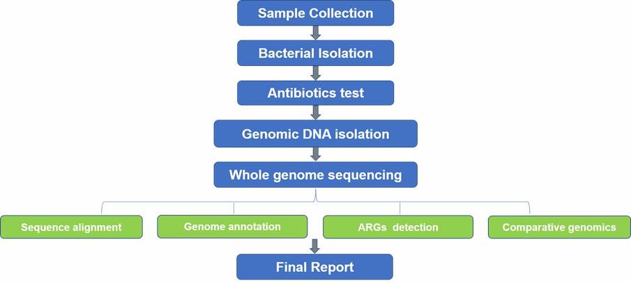 The Workflow of Antibiotic Resistance Genes Screening-WGS.