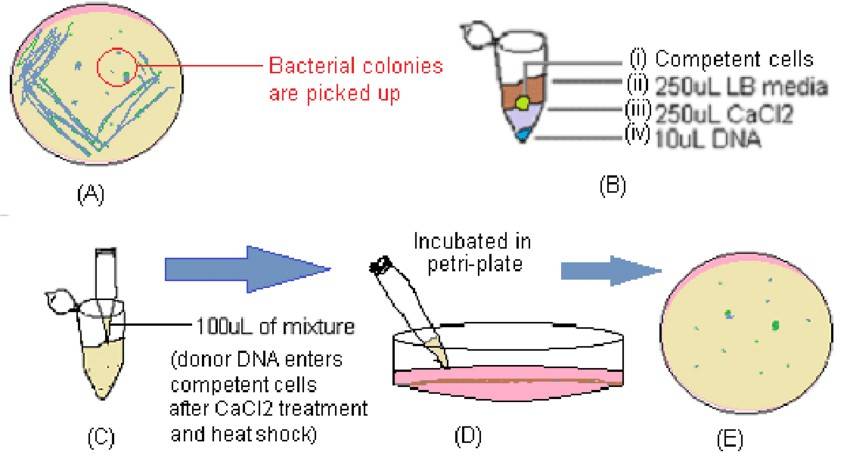 Illustration of main stages of bacterial transformation protocol (Ratul Banerjee 2022)