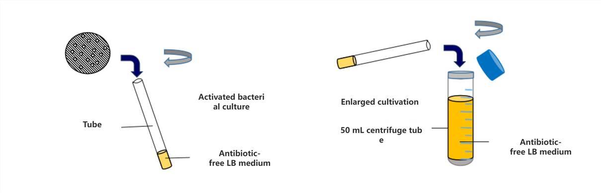 Preparation of Competent Cells (Part 1): Bacterial Activation and Expansion