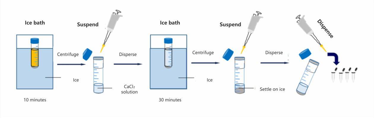 Preparation of Competent Cells (Part 2) Preparation