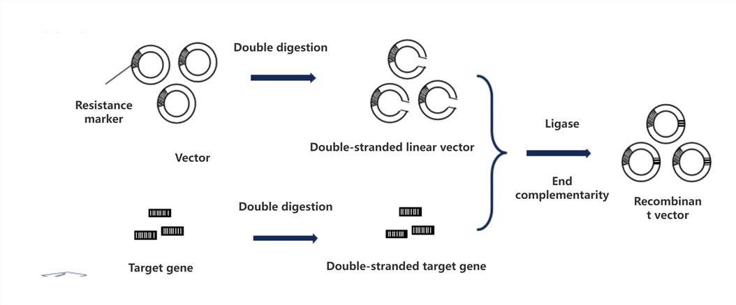 Preparation of Recombinant Vectors