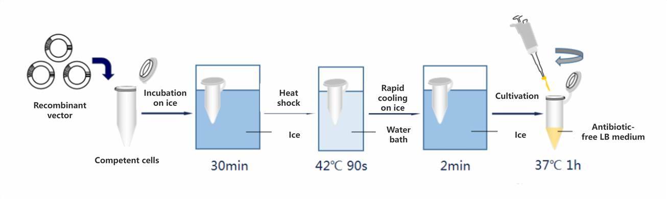 Thermal Induction of Competent Cell Transformation