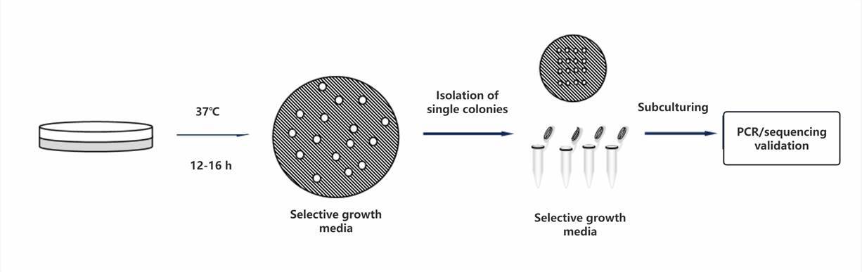 Screening of Recombinant Colonies