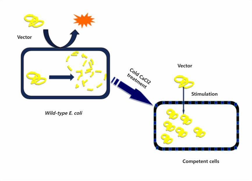 Introduction to Competent Cells