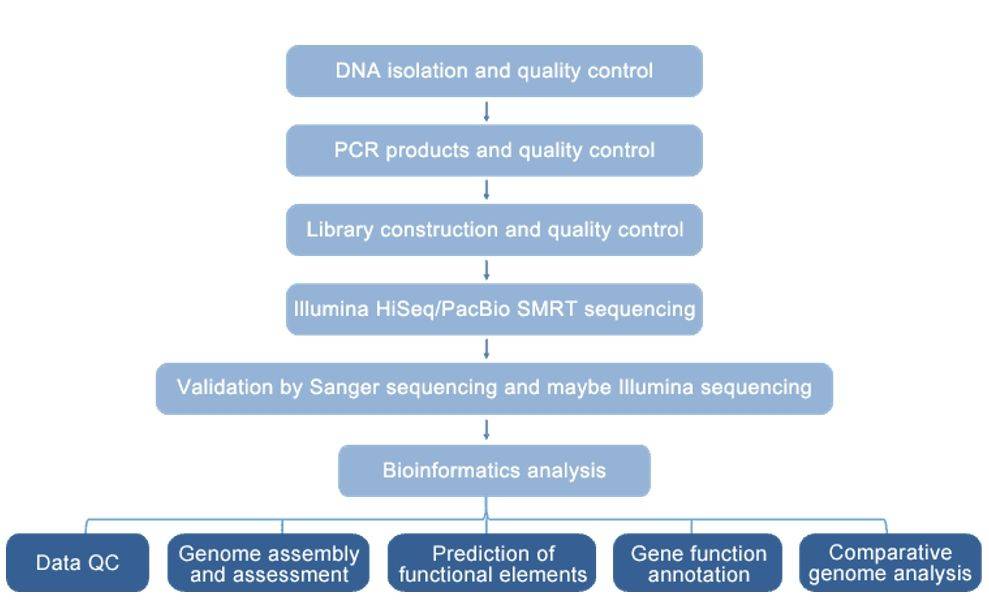 The Workflow of Bacterial Whole Genome De Novo Sequencing.