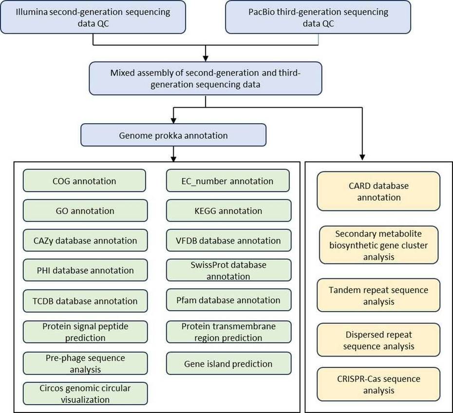 The Bioinformatics Analysis pipeline of Bacterial Whole Genome De Novo Sequencing.