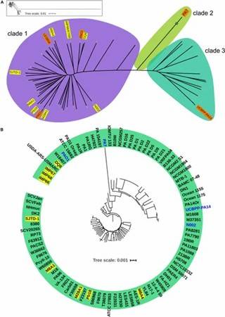 Figure 1. Phylogenetic analysis of the P. aeruginosa population structure. (Xu et al., 2020)