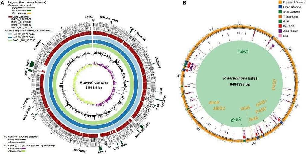 Figure 2. Comparative genomic analysis of IMP66, IMP67, IMP68, and PAO1. (Xu et al., 2020)