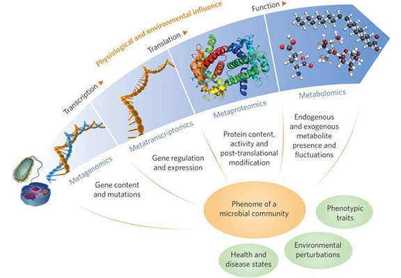 Integrating Multi-omics Analysis of Microbial Sequencing and Bioinformatics