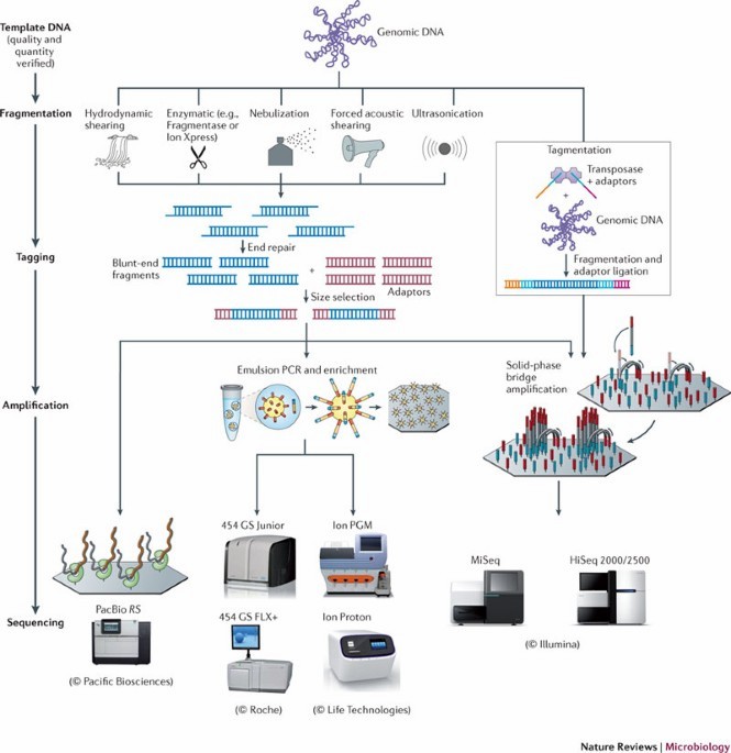 High-throughput bacterial genome sequencing