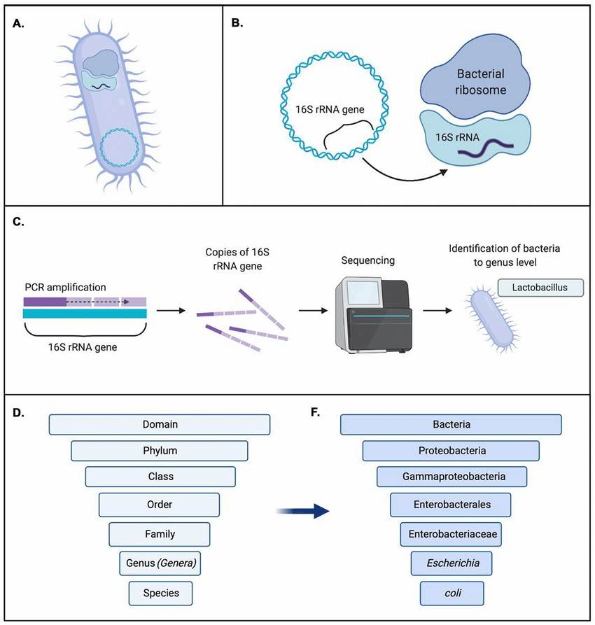 16S rRNA sequencing is the most common method used to analyze the bacteria(Sagar R. Patel et al, Current Urology Reports 2022)