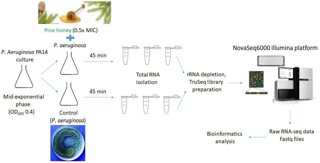 Transcriptomic Analysis of Pseudomonas aeruginosa Response