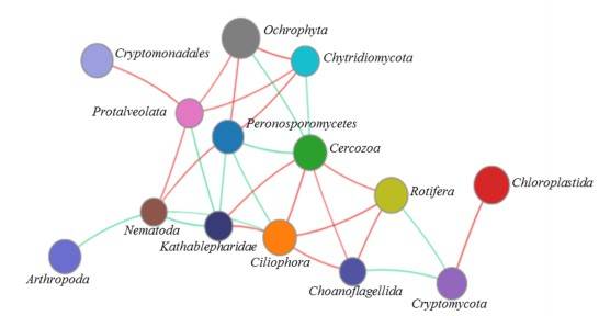 Network analysis of the microeukaryotic community at the phylum level.