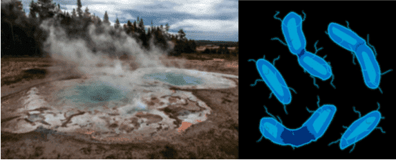 Extremophiles Fact Sheet: Definition, Characteristics, and Applications