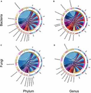 Fig 1. Relative abundance of microbial communities at the phylum and genus levels in the peanut rhizosphere (IP), sorghum rhizosphere (IS), and interspecific interaction zone (II) under various soil conditions. (Shi et al., 2021)
