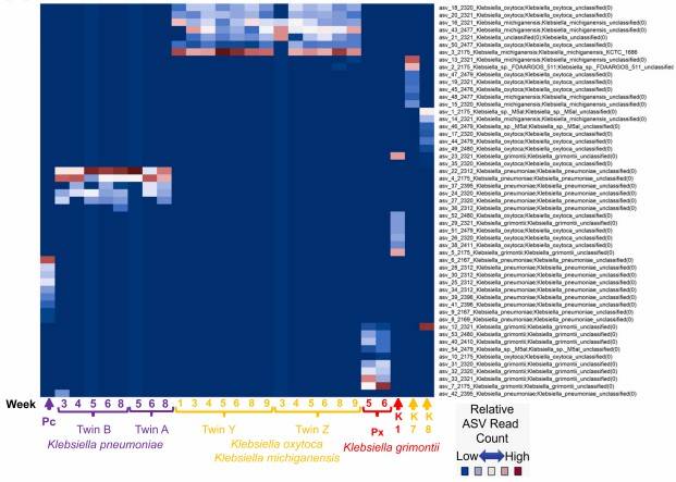 Figure 3. Klebsiella ASVs distribution in infant stool samples