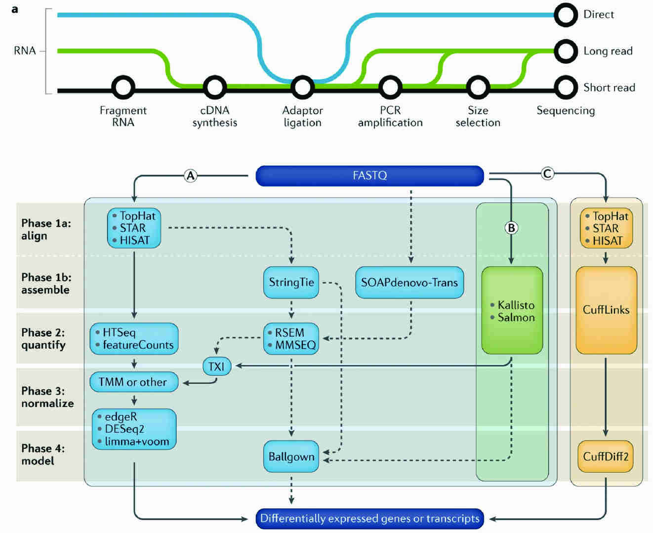 RNA-seq workflow illustrating how gene expression is analyzed from RNA.