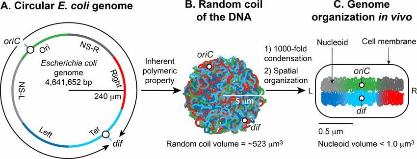 Genomic Architecture of Prokaryotic Organisms