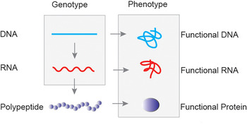 Genotype and Phenotype Interactions: Foundations, Mechanisms, and Applications