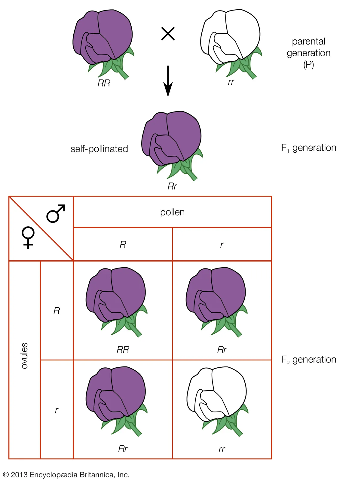 Inheritance pattern for a single gene.