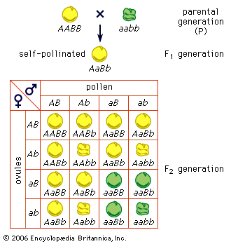 Inheritance pattern involving multiple genes.