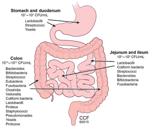 Gut microbiota predominance.