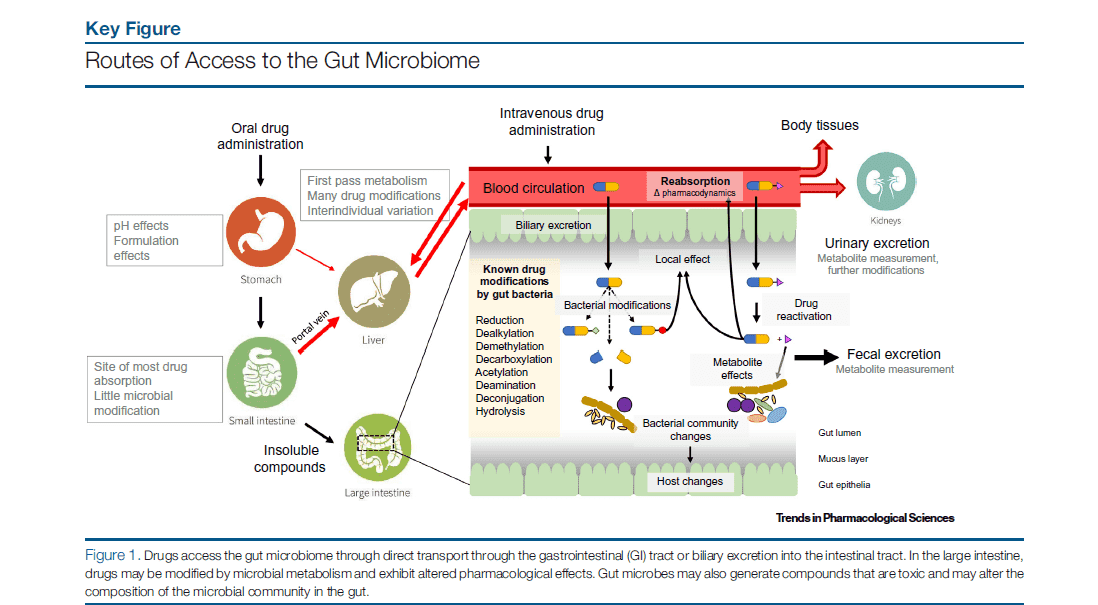 The effects of the gut microbiome on drug intake. 