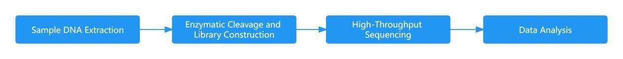 Metagenomic Sequencing Workflow