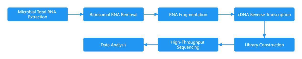 Metatranscriptomic Sequencing Workflow