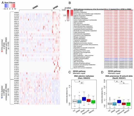 Differences in functional profile of gut microbiome between RRMS and SPMS.