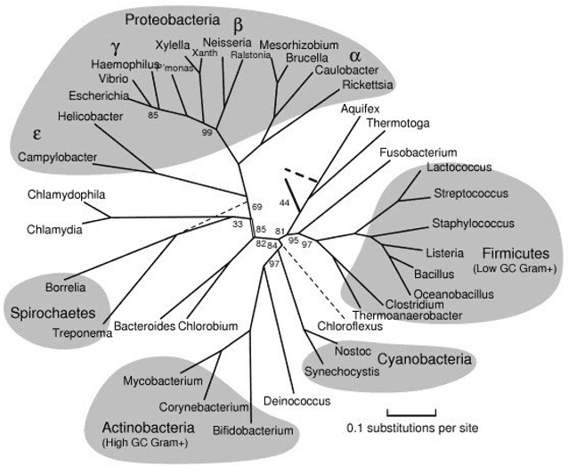 A rooted phylogenetic tree of microorganisms computed from representative proteins