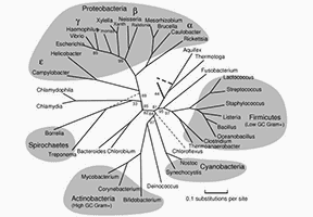 Bioinformatics Analysis