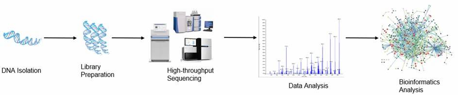 The Workflow of Fungal ITS Sequencing.