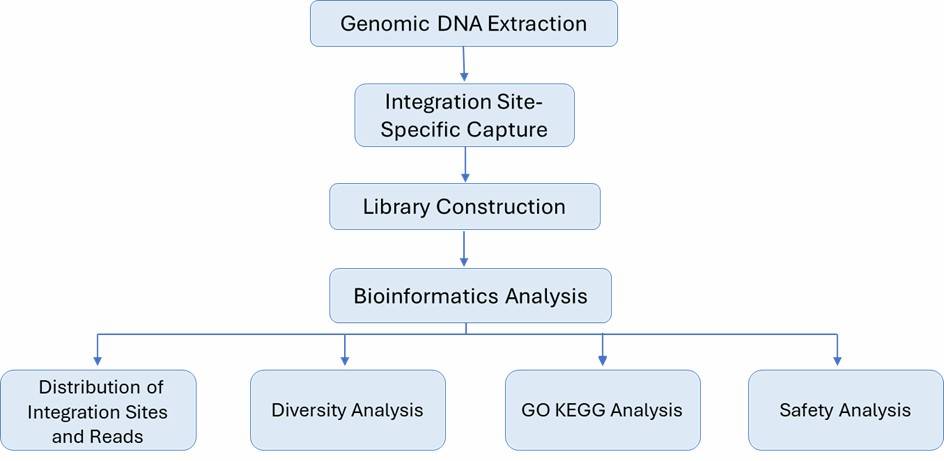The Workflow of Fungal ITS Sequencing.
