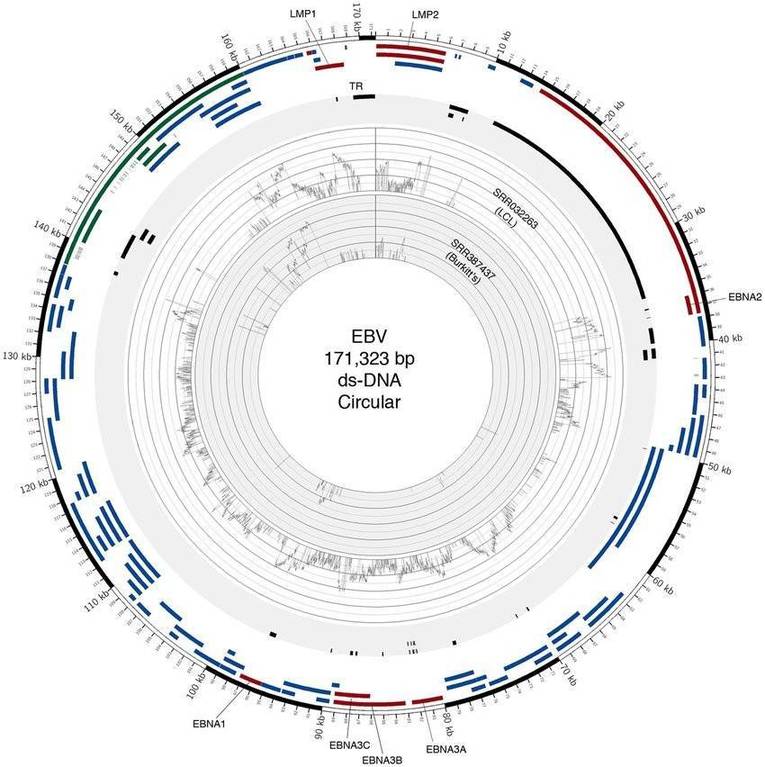 Circos plot of two EBV (Guorong Xu et al,. 2014)