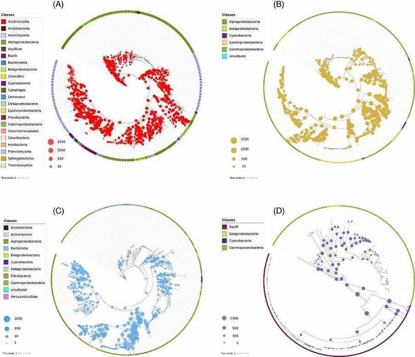 Fig 1. Phylogenetic positioning of the predicted proteins from each metagenome in relation to the reference sequences of each enzyme: (A) PhoD, (B) PhoX, (C) Nsap-A, and (D) BPP. (Garaycochea et al., 2023)