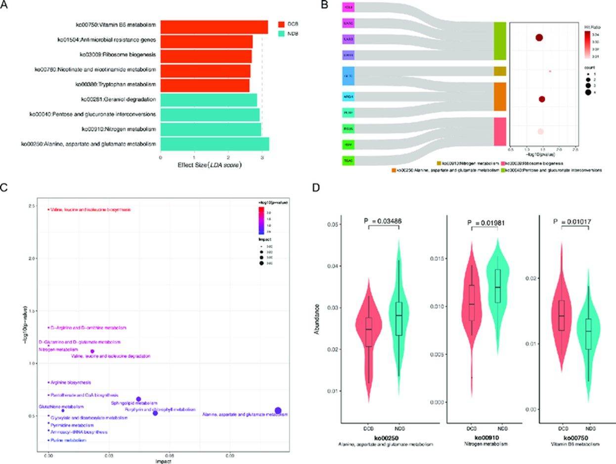 KEGG Functional annotation for metagenomic