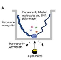 Long-read sequencing as represented by single-molecule real-time (SMRT) sequencing (Gavin Douglas 2019)