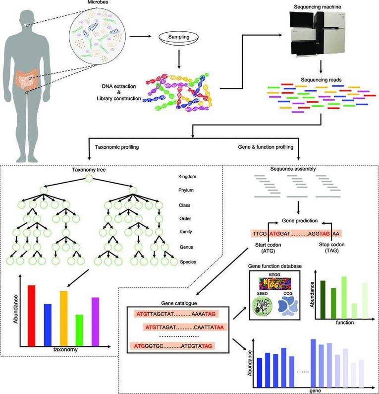 Metagenomics Sequencing Overview