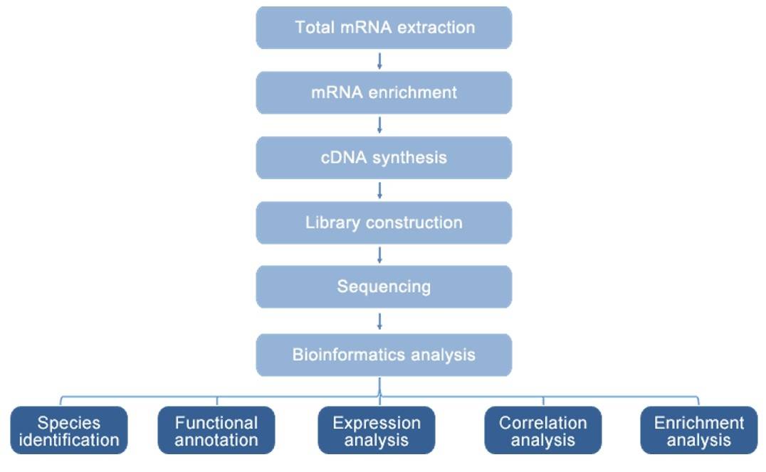 The Workflow of Shotgun Metagenomic Sequencing.