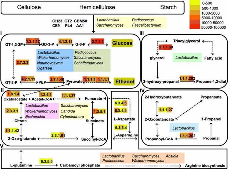 Figure 3. Functional model illustrating carbohydrate hydrolysis, ethanol production, and flavor formation in light-flavor liquor fermentation. (Pan et al., 2022)