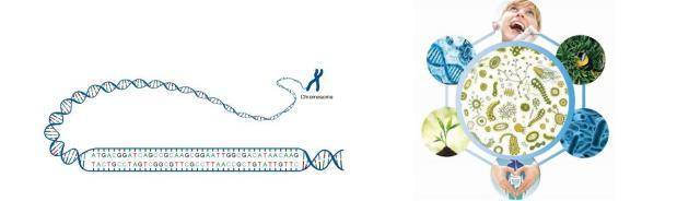 Methods and Applications of Antimicrobial Resistance Gene Detection