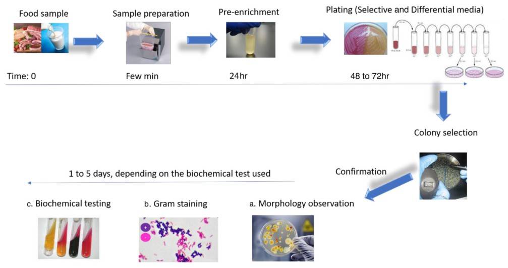Typical workflow for microbial identification according to the conventional culturing and plating methodologies.