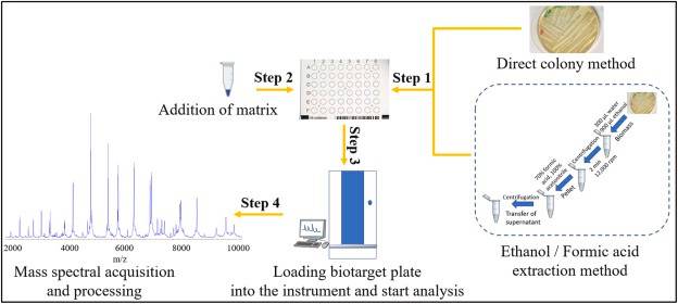 Workflow for bacterial identification using MALDI-TOF MS.