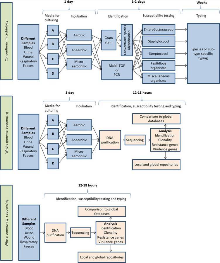 Schematic representation of the workflow anticipated after adoption of whole-genome sequencing used either on cultured isolates or directly on the clinical samples, with an expected time scale.