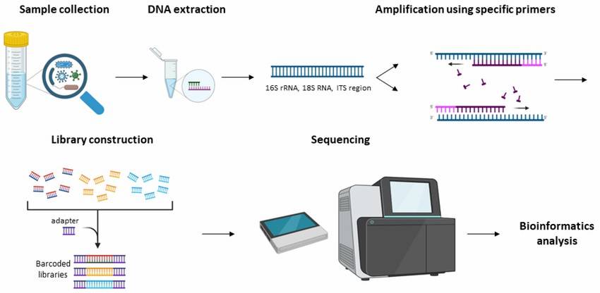 Demonstration of the workflow for the 16S rRNA and ITS amplicon sequencing