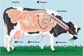 Microbial Diversity in Rumen Ecosystem