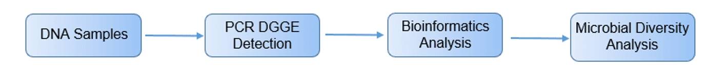 PCR-DGGE analysis process.