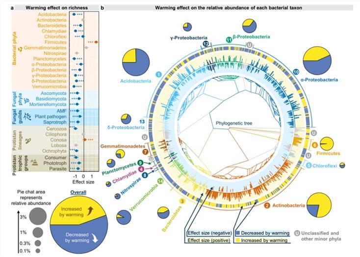 Effects of experimental warming on different microbial taxa.