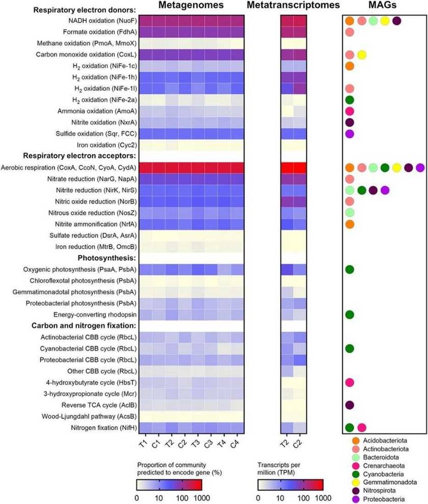 FIG 2 Levels, expression, and distribution of metabolic marker genes in the Australian desert soil microcosms. (Jordaan et al., 2020)